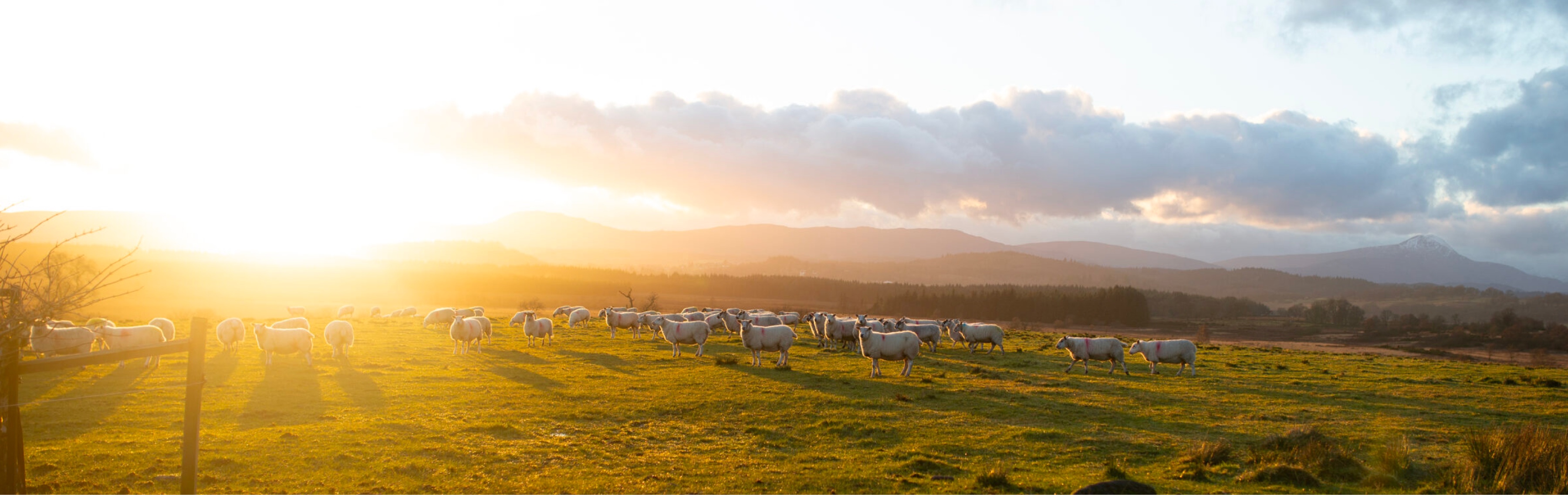 Sheep in field at sunrise, Cardross Estate